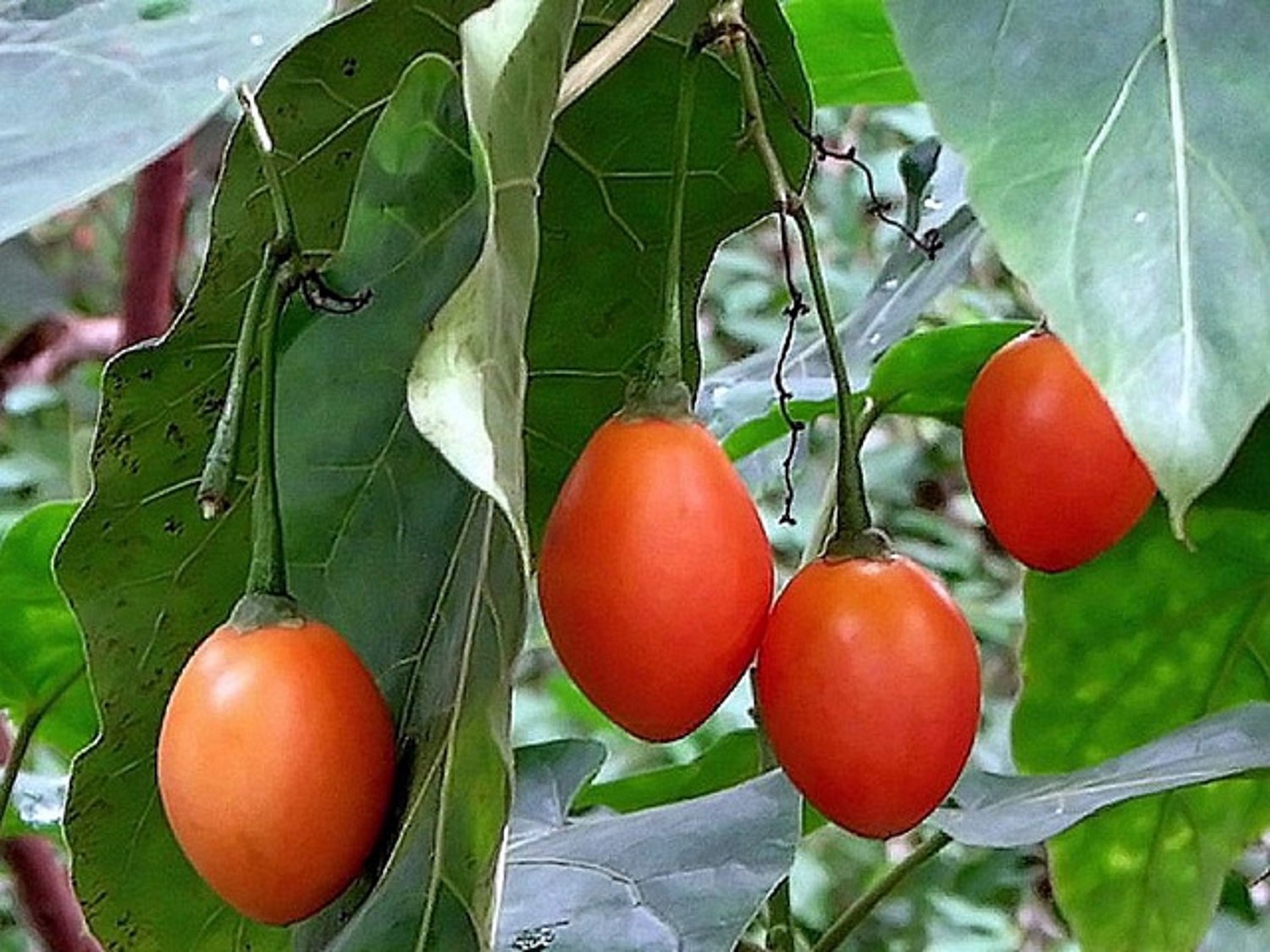 Тамарилло томатное дерево. Цифомандра Антарес (томатное дерево). Тамарилло оранжевая куст. Цифомандра томатное дерево фото. Томатное дерево купить