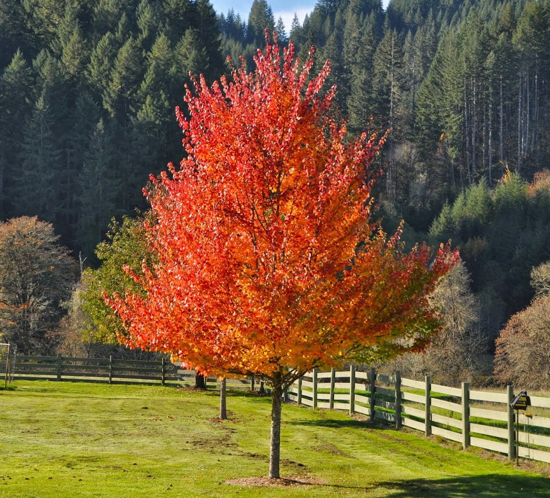 Какие деревья являются символом. Клен канадский ред Сансет. Acer rubrum (клен красный) 'Red Sunset'. Сахарный клён Северной Америки. Клен сахарный — Acer Saccharum.