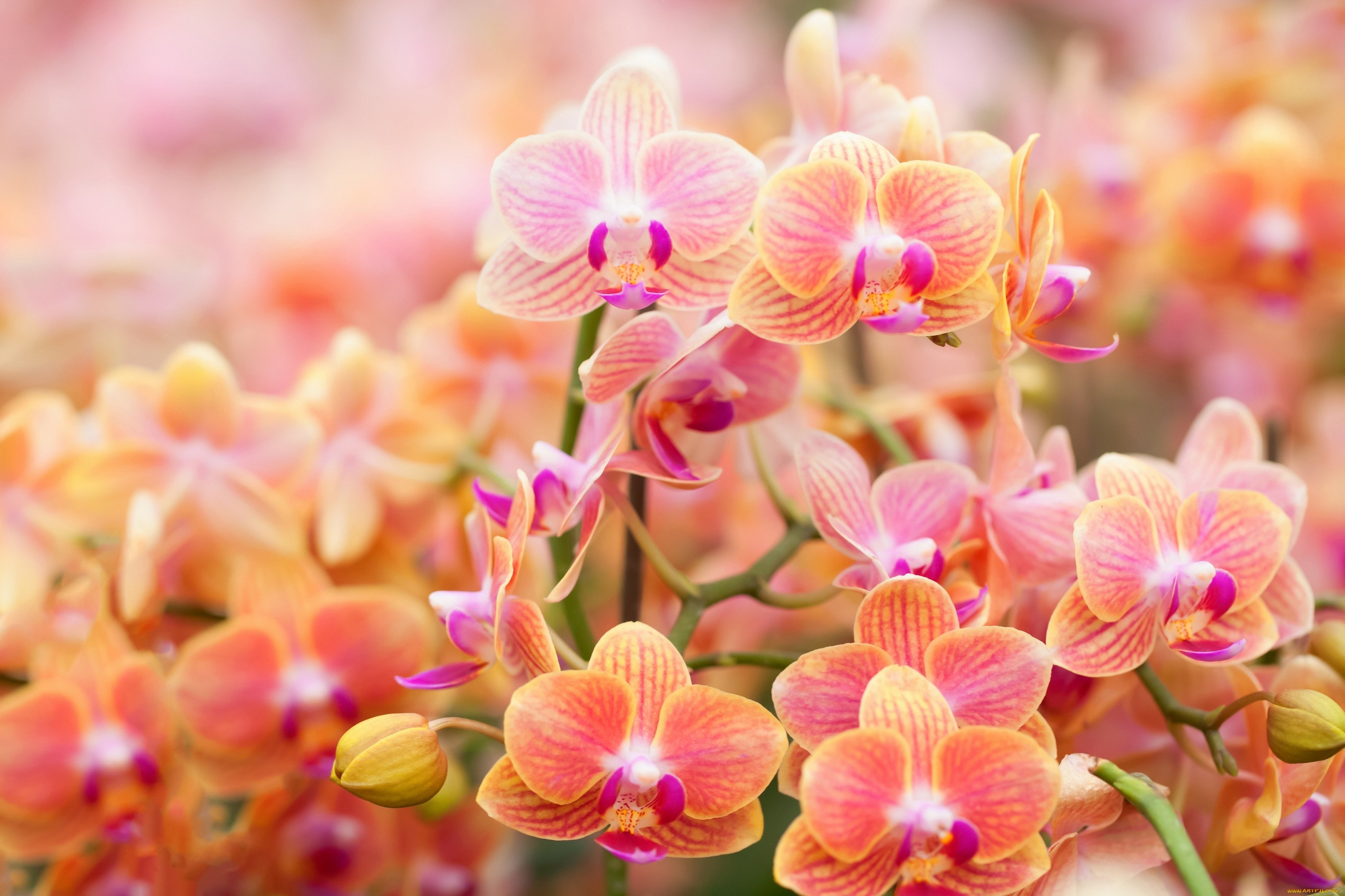 Flowers orchids. Орхидея фаленопсис оранж. Орхидея фаленопсис голубая. Фаленопсис Орхидея Josefina. Орхидея Мандала.