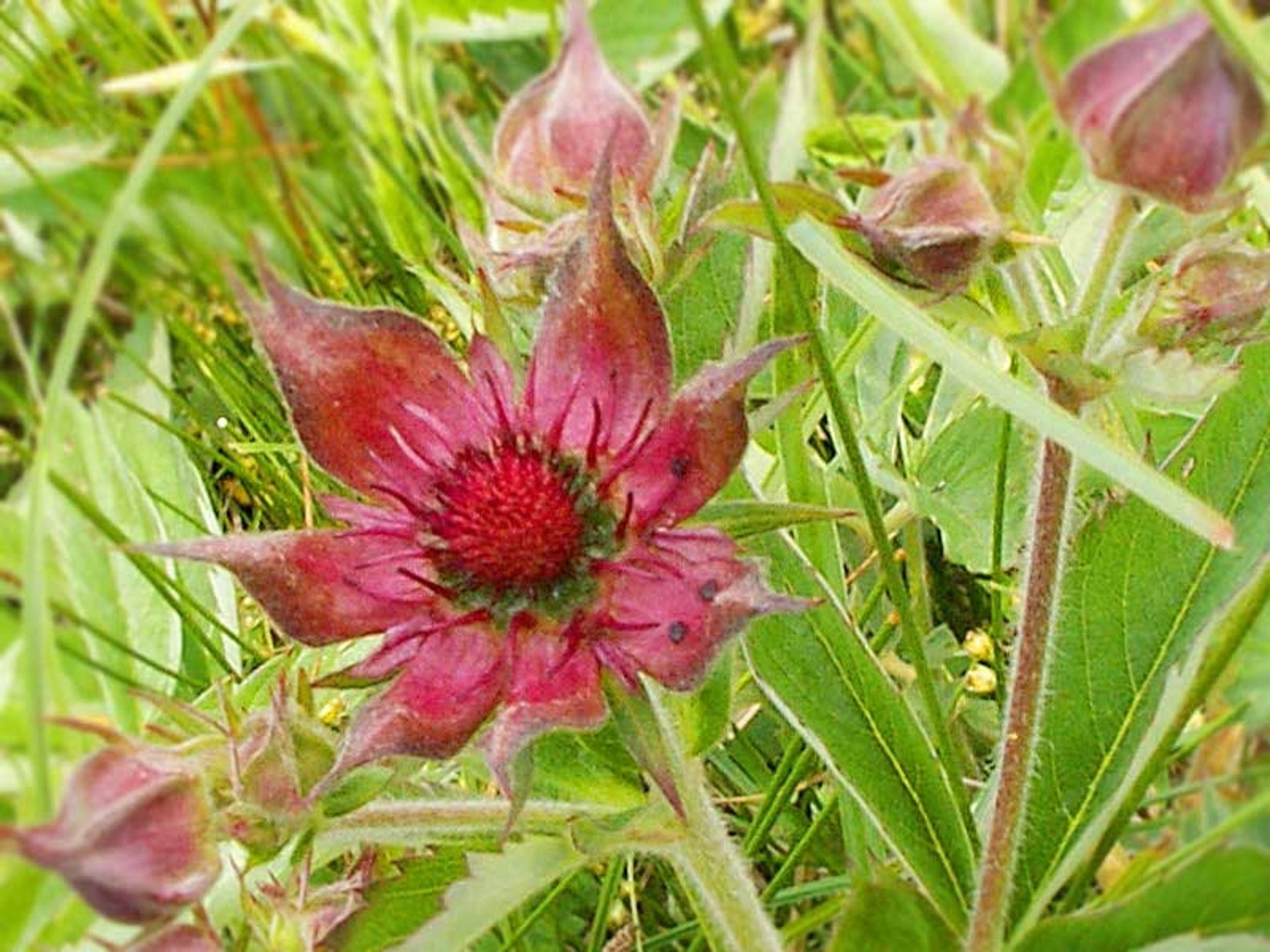 Растение сабельник. Сабельник болотный. Сабельник трава. Сабельник болотный цветок. Сабельник болотный (Comarum palustre).
