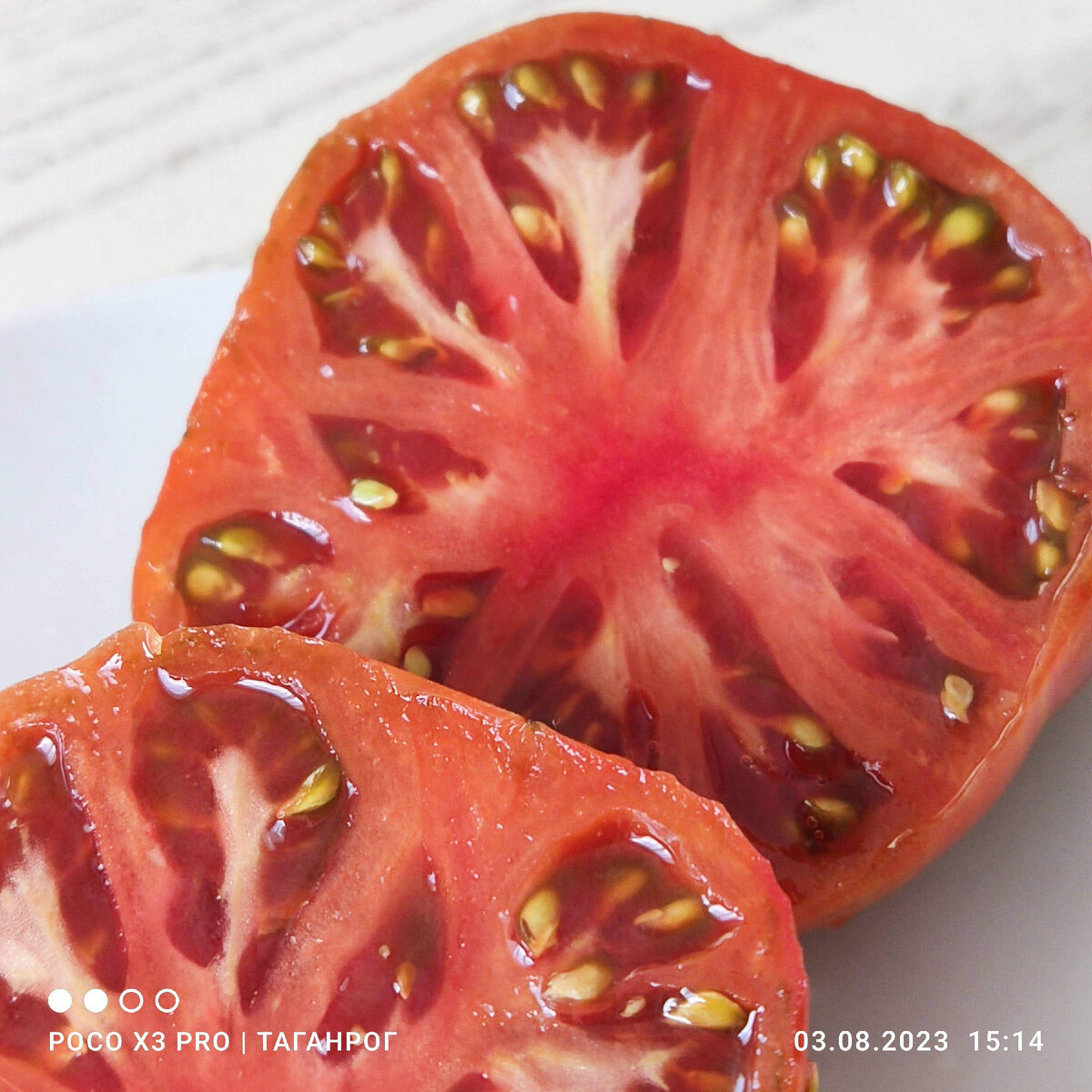 Дикорастущий томат. Блэкджек помидоры. Томатная усадебка синньорки помидорки. Томат дикий ангел