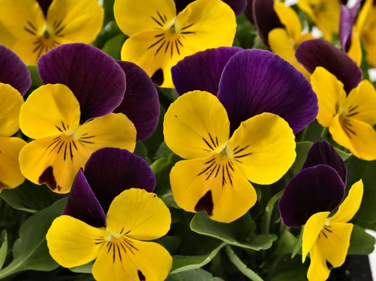 Цветы виола многолетняя. Виола рогатая. Виола рогатая Еллоу. Фиалка рогатая (Viola cornuta). Viola wittrockiana, Виола рогатая.