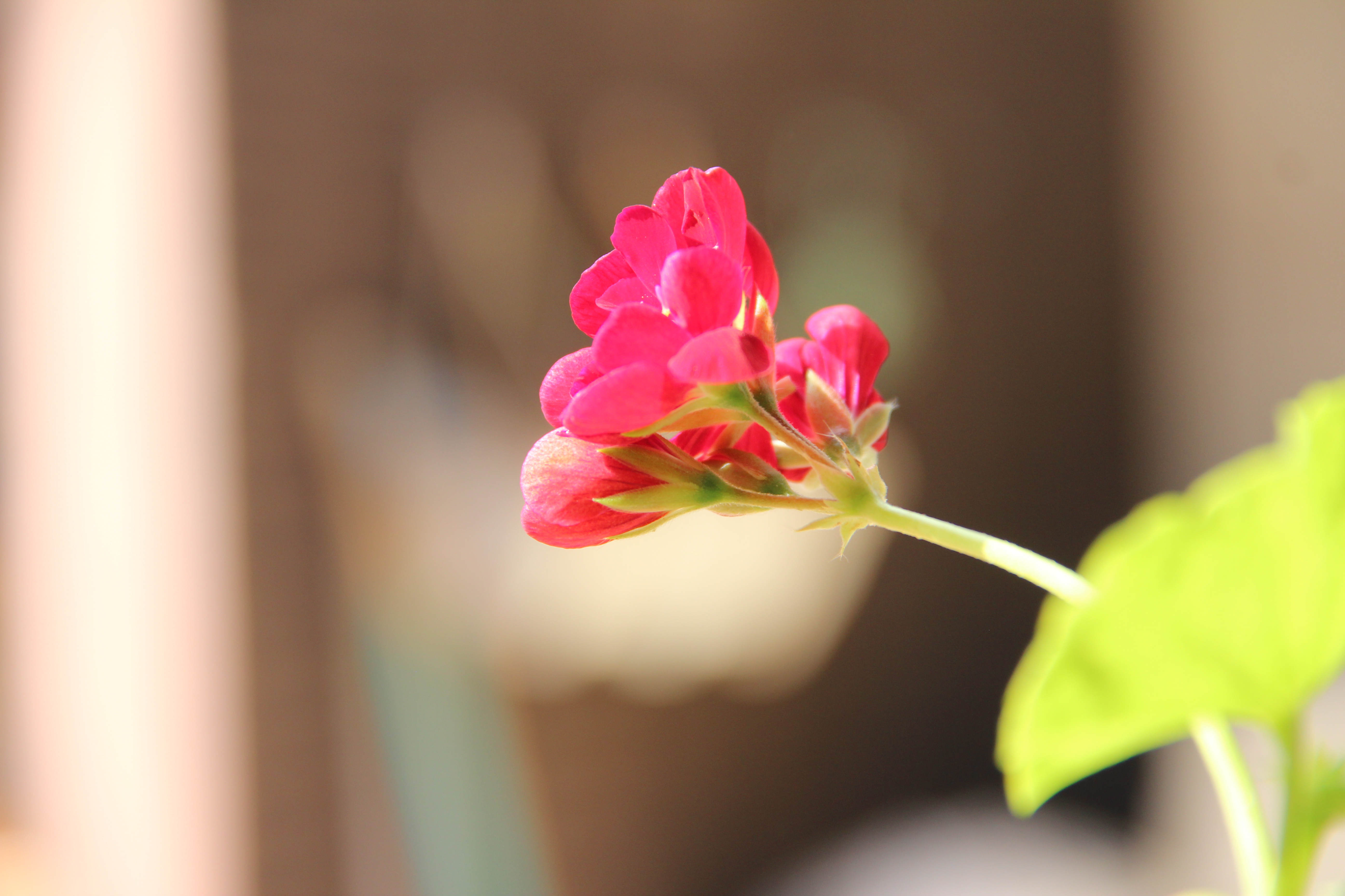 Розовые цветы на длинном стебле весенние. Цветок герани в макросъемке. Розовые бутоны фото узкие.