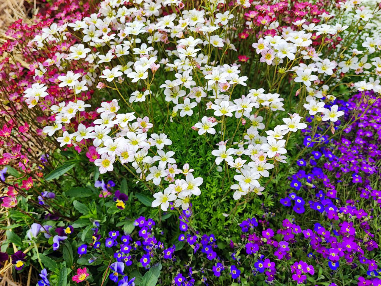 Камнеломка цветок садовый многолетний описание и фото. Камнеломка пурпурная мантия фото.