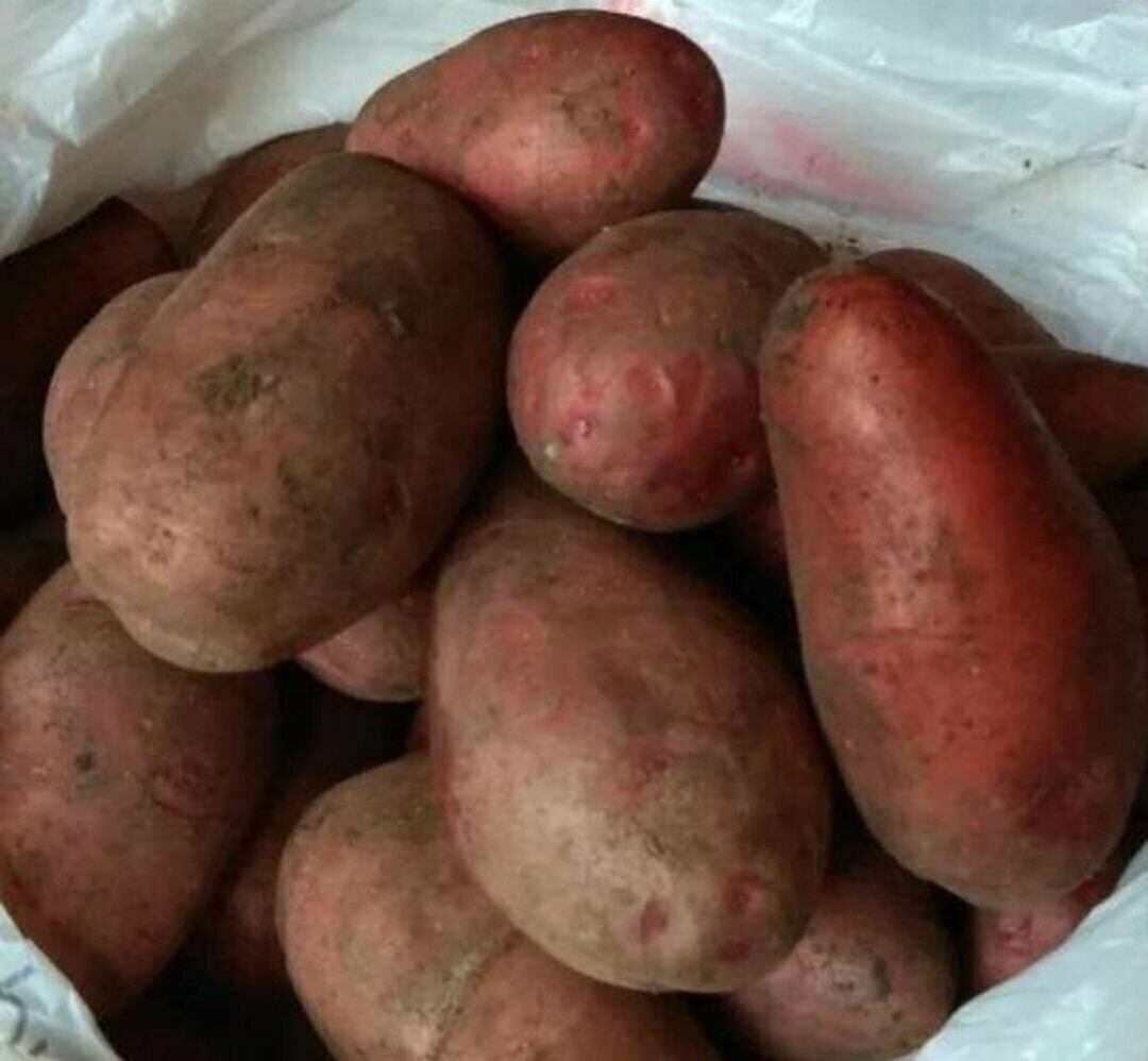 Сорта картофеля фото с названиями и описанием. Сорт картофеля Берлинка. Сорт картофеля Розара. Розара семена картофеля. Картофель красный.