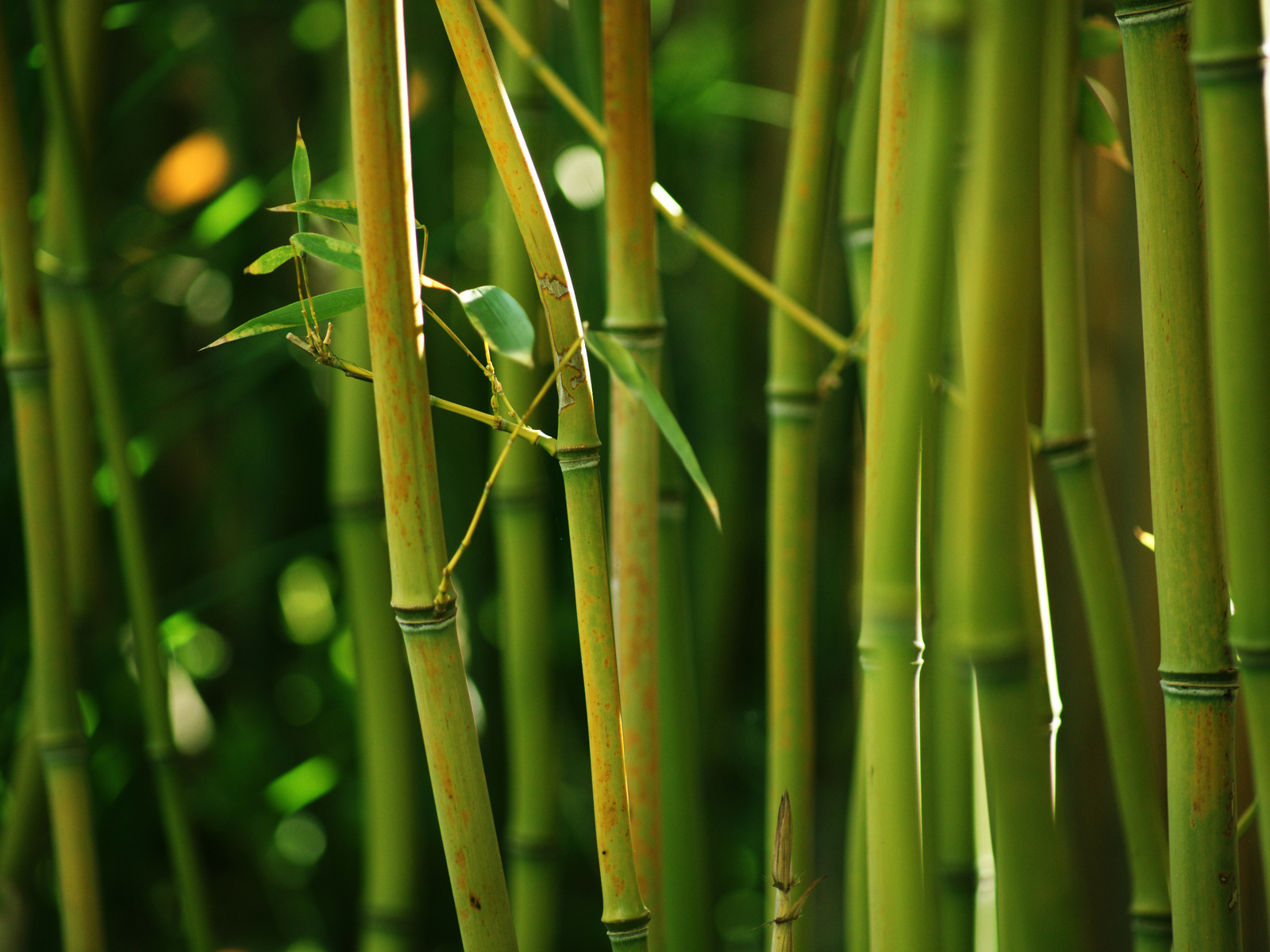Бамбук обыкновенный. Самая быстрорастущее растения бамбук. Мексиканский Плакучий бамбук. Бамбук дарахти. Бамбук Незуко.