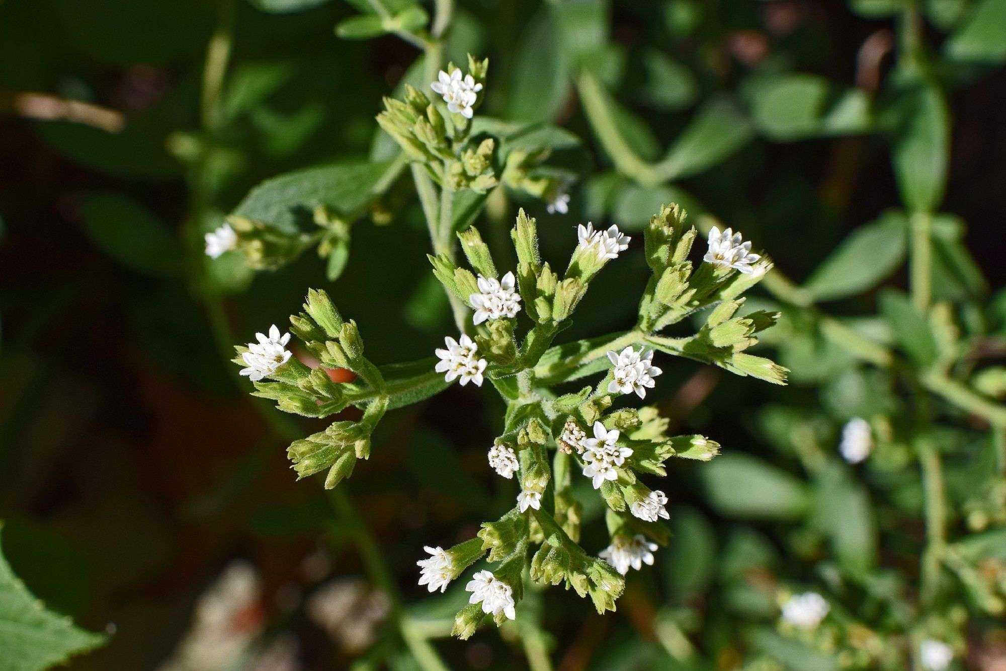Стевиа. Stevia rebaudiana. Стевия цветок. Stevia трава. Стевия медовая трава.