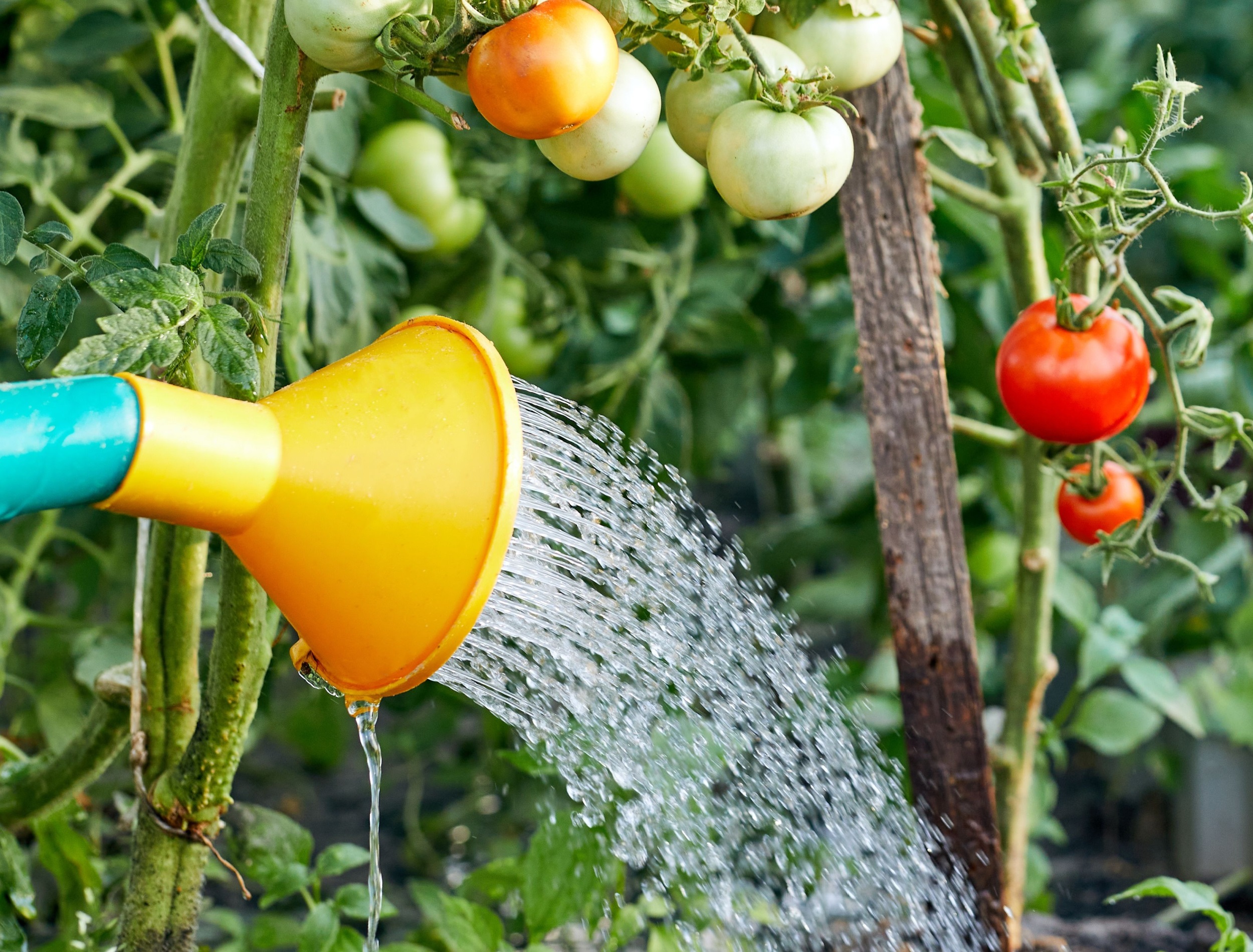 Полив томатов. Полив помидоров в жару. Помидор растение. Как часто поливать помидоры.