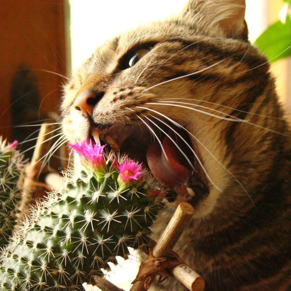 Смертельно опасный цветок для кошек