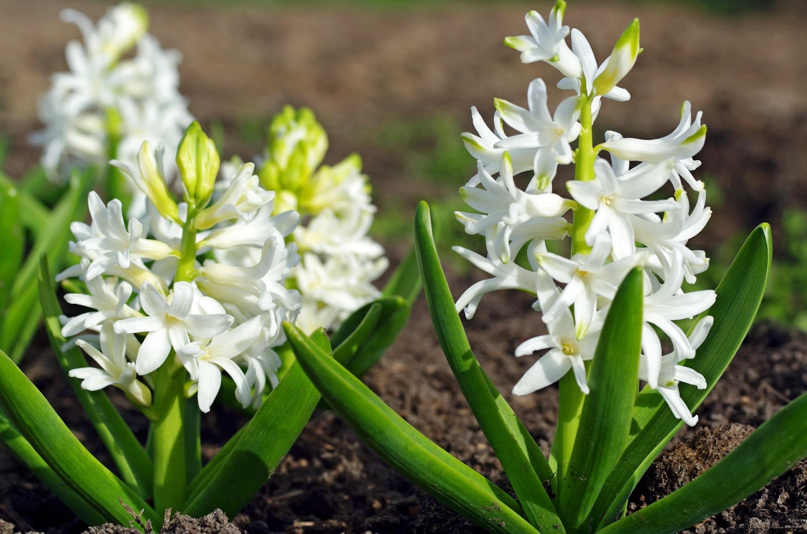 Название луковичных первоцветов. Цветок гиацинт белый. Весенние цветы луковичные гиацинт. Весенние первоцветы гиацинт. Луковичные первоцветы.