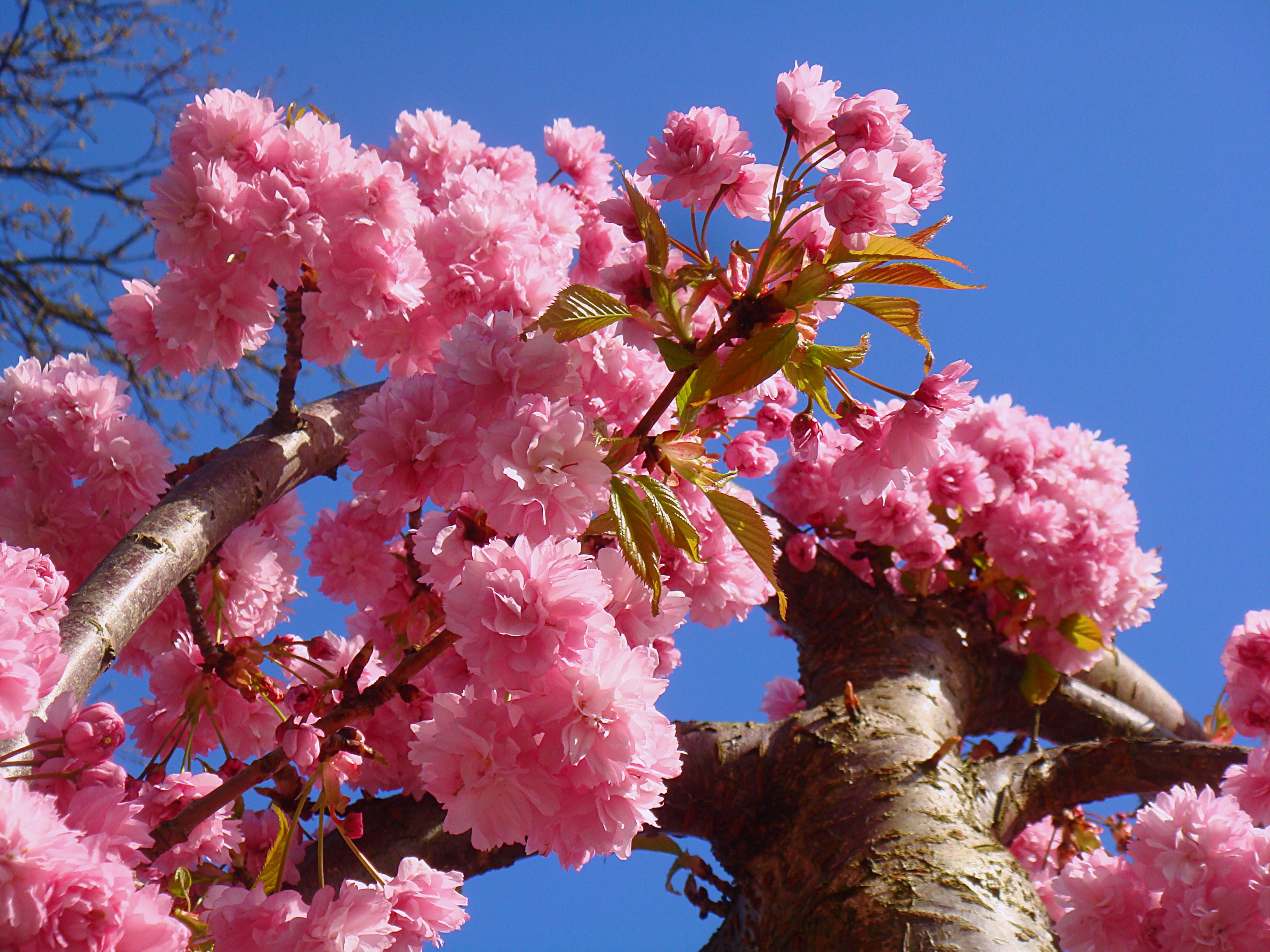 Дерево цветет розовым цветом название. Прунус блоссом. Прунус блоссом розовый. Дерево вишня розовоцветущая. Сакура розовая махровая.