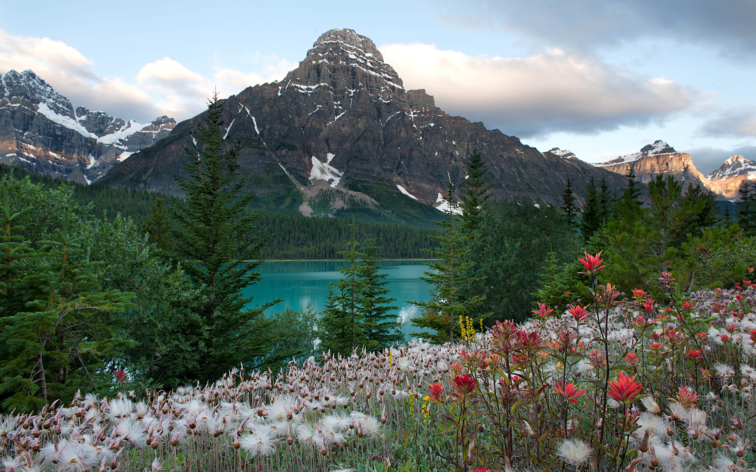 Цветы Канады Банф. Национальный парк Банфф, Канада. Растительность канады