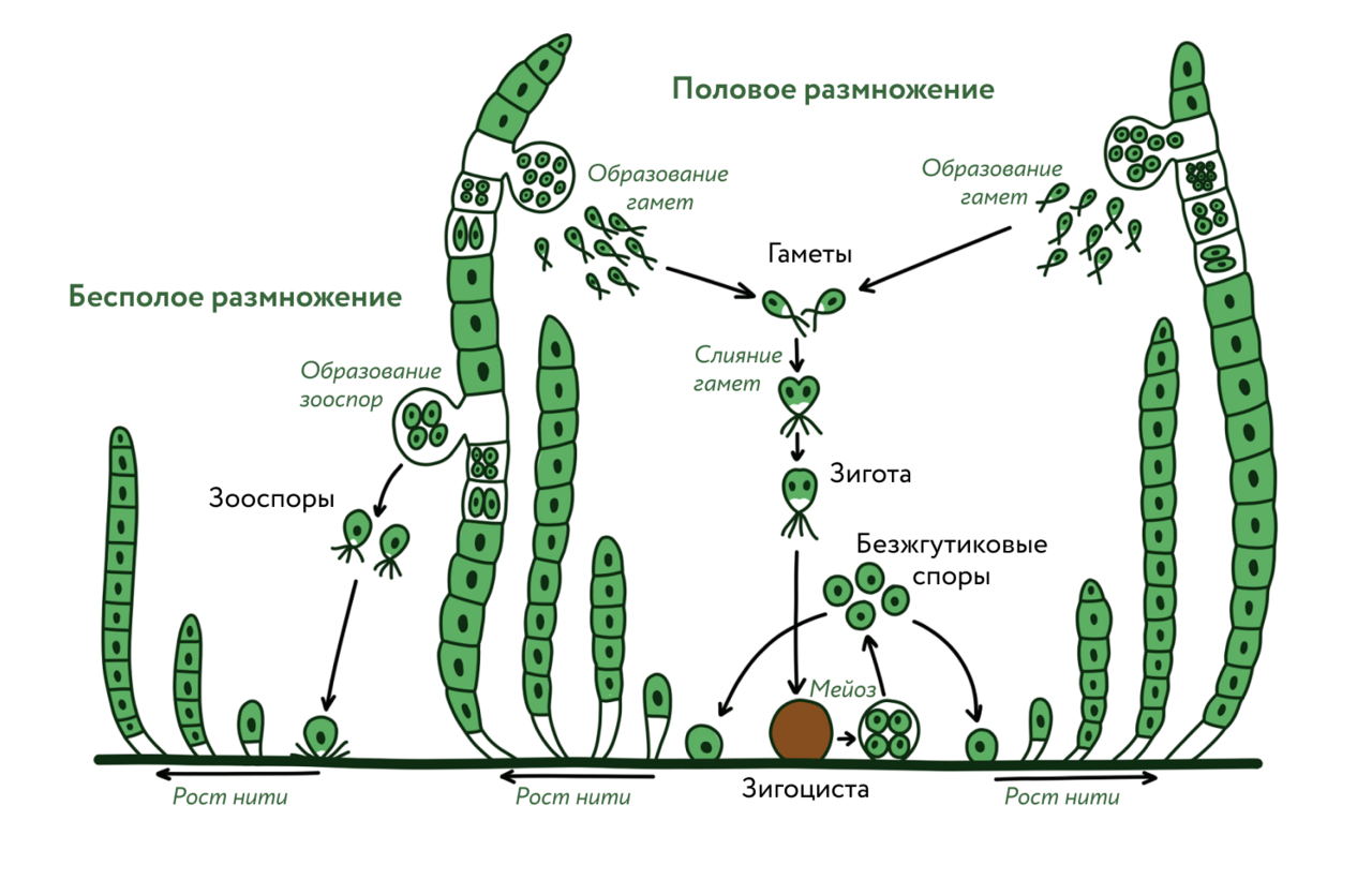 Размножение водорослей улотрикс. Жизненный цикл цикл улотрикса. Жизненный цикл улотрикса схема. Улотрикс цикл размножения. Жизненный цикл водорослей улотрикс.