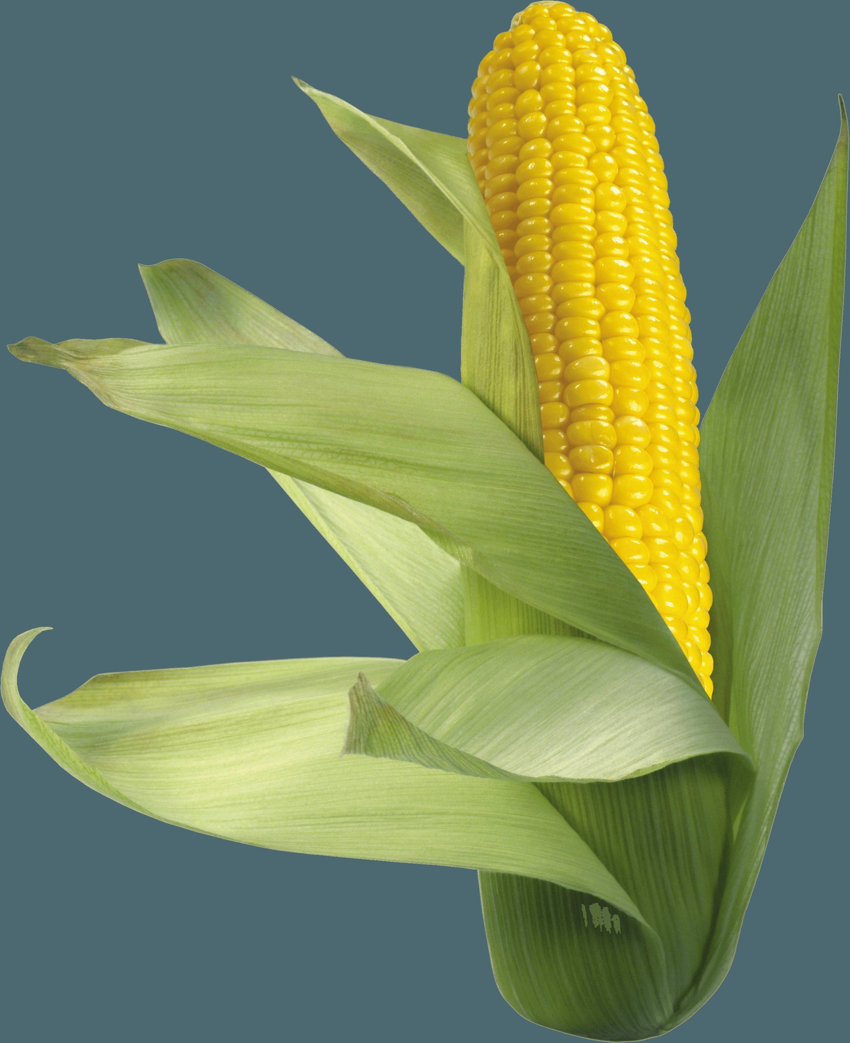 Початок цветок. Пленчатая кукуруза. Цветок кукурузка. Кукуруза обыкновенная (Маис). Кукуруза Джубили.