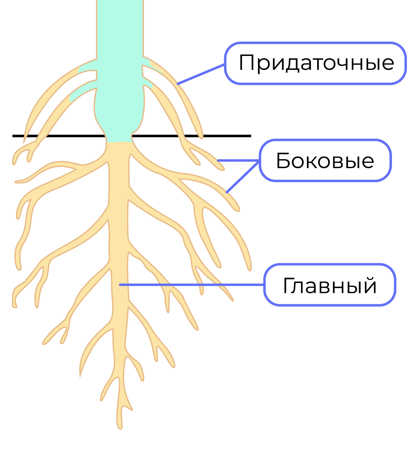 От главного корня придаточные. Главный корень. Типы корневых систем. Виды корневых систем растений.