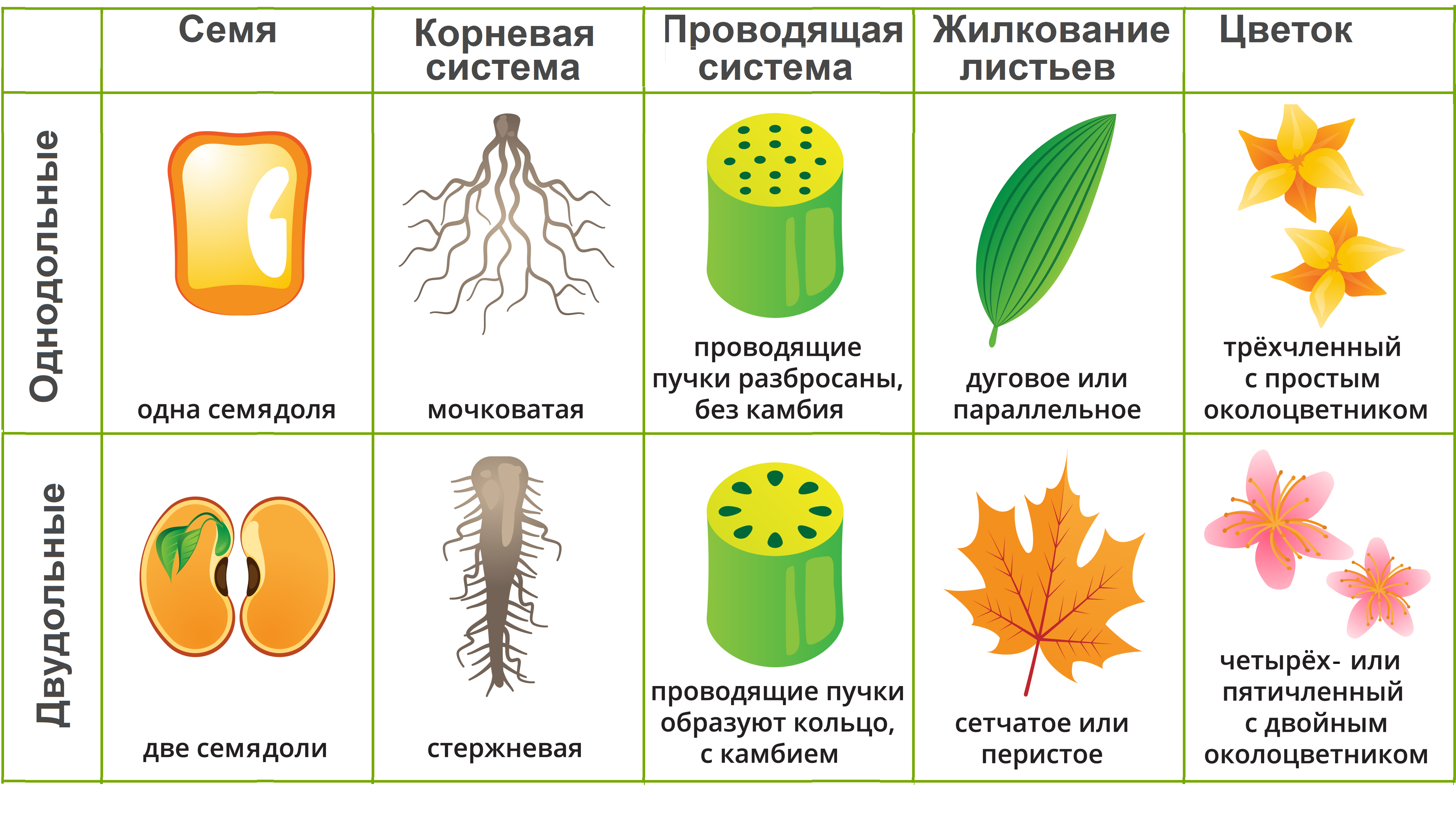 Покрытосеменные растения примеры 6 класс