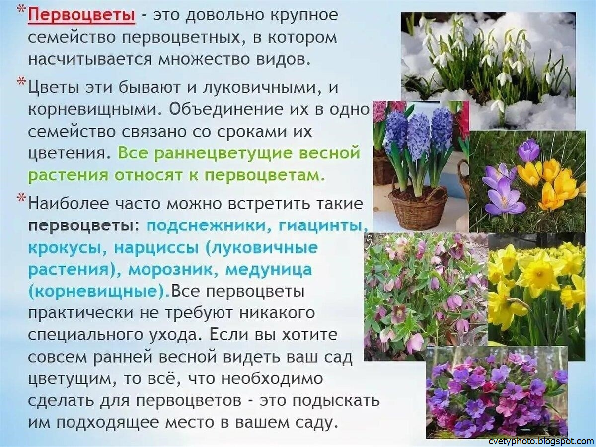 Первоцветы доклад