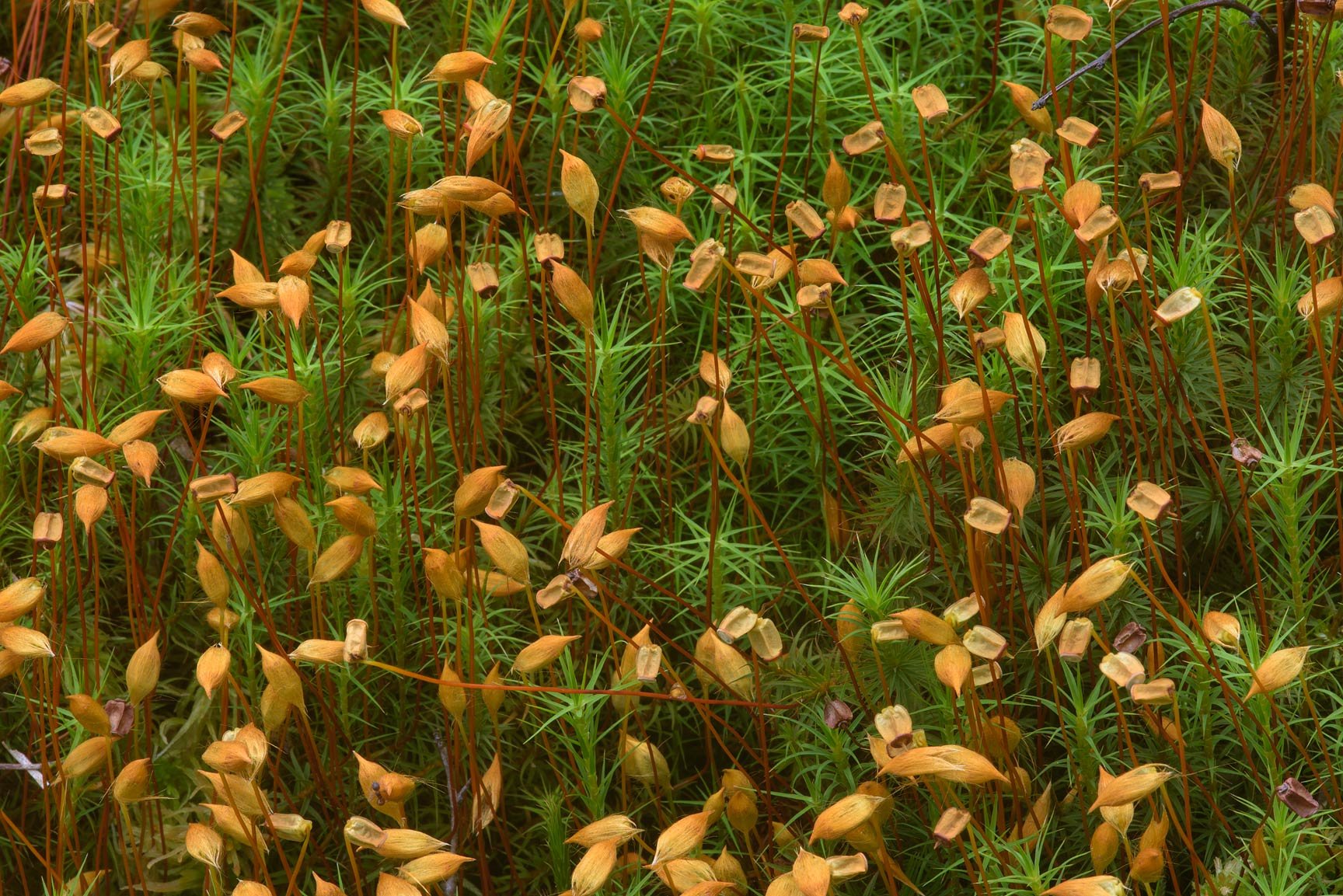 Кукушкин лен относится к цветковым растениям