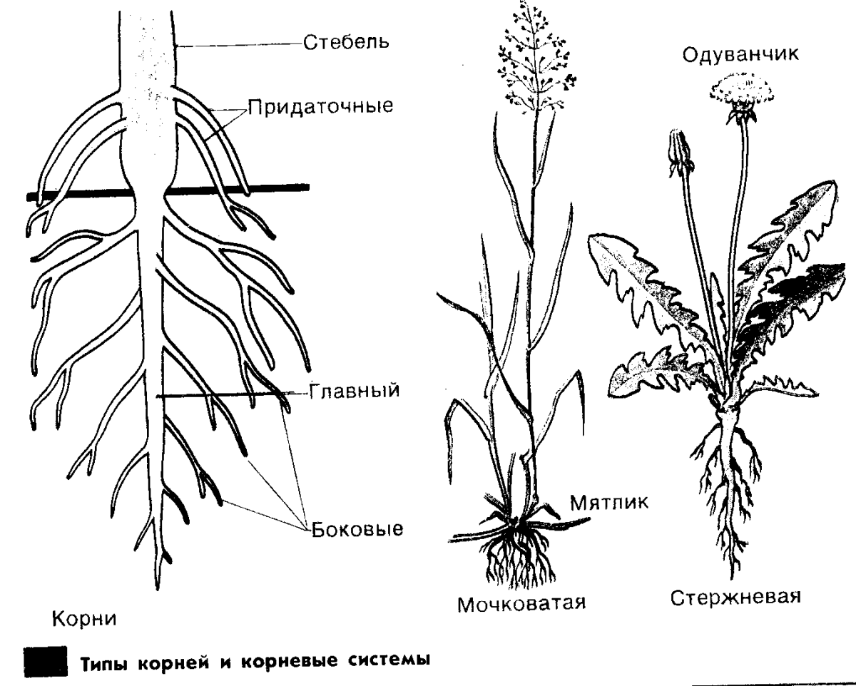 Корневая система цветковых растений. Корневая система растений схема. Корень и корневая система схема. Схема корневые системы схема растений. Типы корневых систем схема.