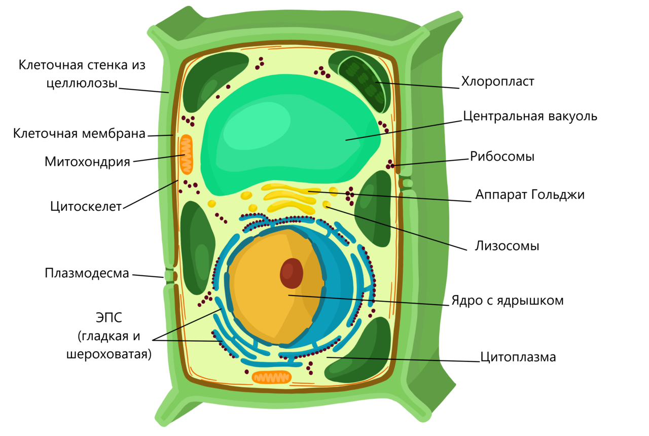 Какие структуры характерны только растительной клетке