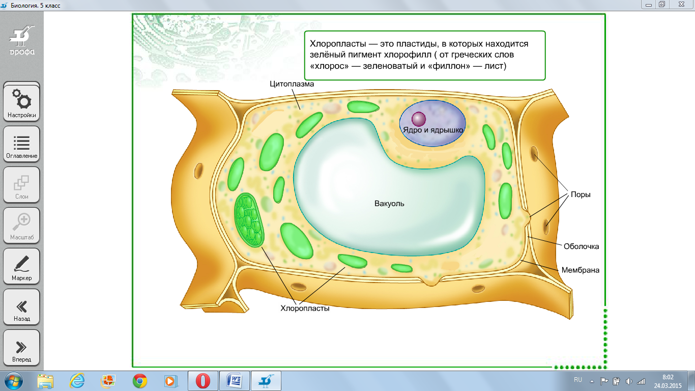 Строение клеток рисунок 5 класс. Строение растительной клетки 5 класс биология рисунок. Рисунок растительной клетки 5 класс биология. Строение растительной клетки рисунок биология. Схема строения растительной клетки 5 класс биология.