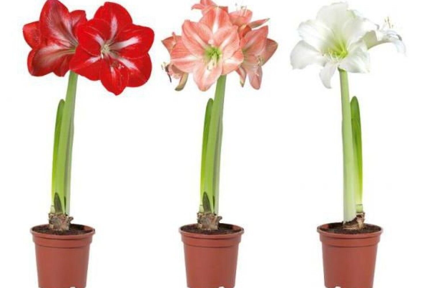 Почему не цветет амариллис в домашних условиях