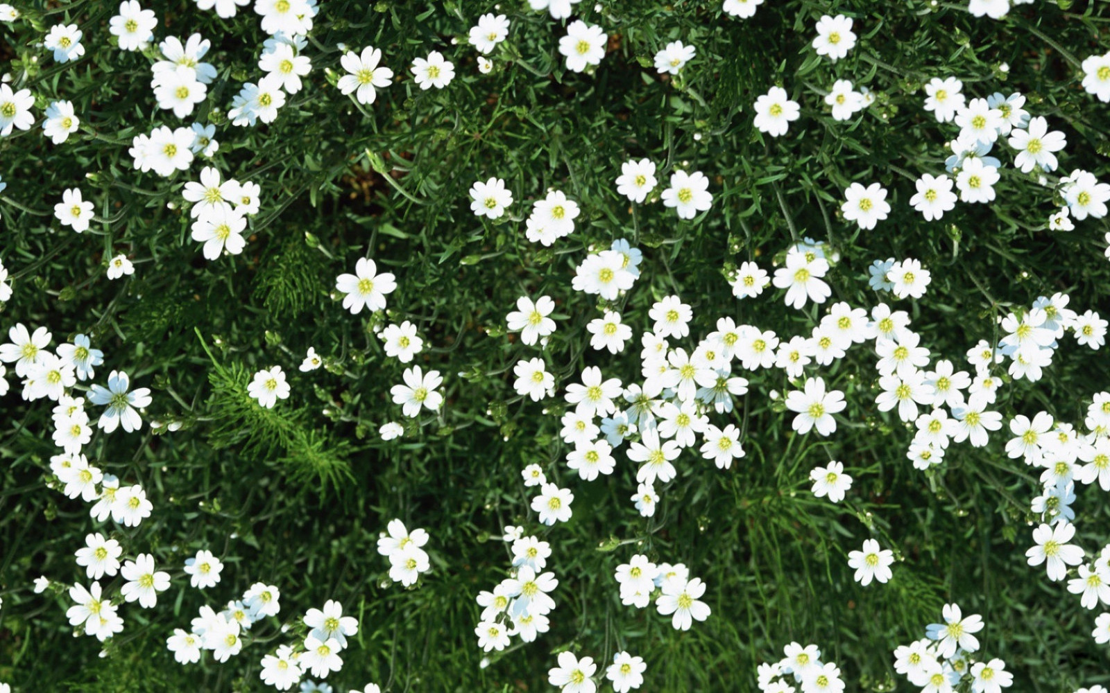 Название цветов мелкие белого цвета. Мелкие беленькие цветочки. Растение с маленькими белыми цветочками. Мелкие белые цветы. Маленькие беленькие цветочки.