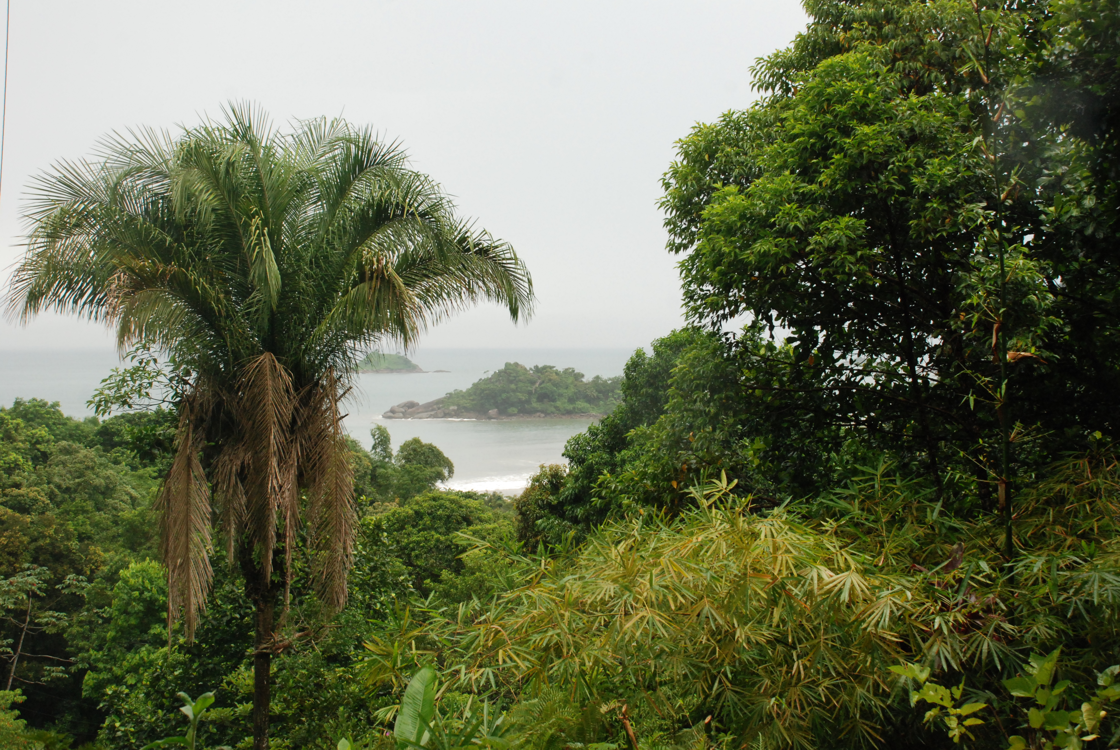 Джунгли бразилии. Тропические леса амазонки в Бразилии. Тропические леса Амазонии растения.
