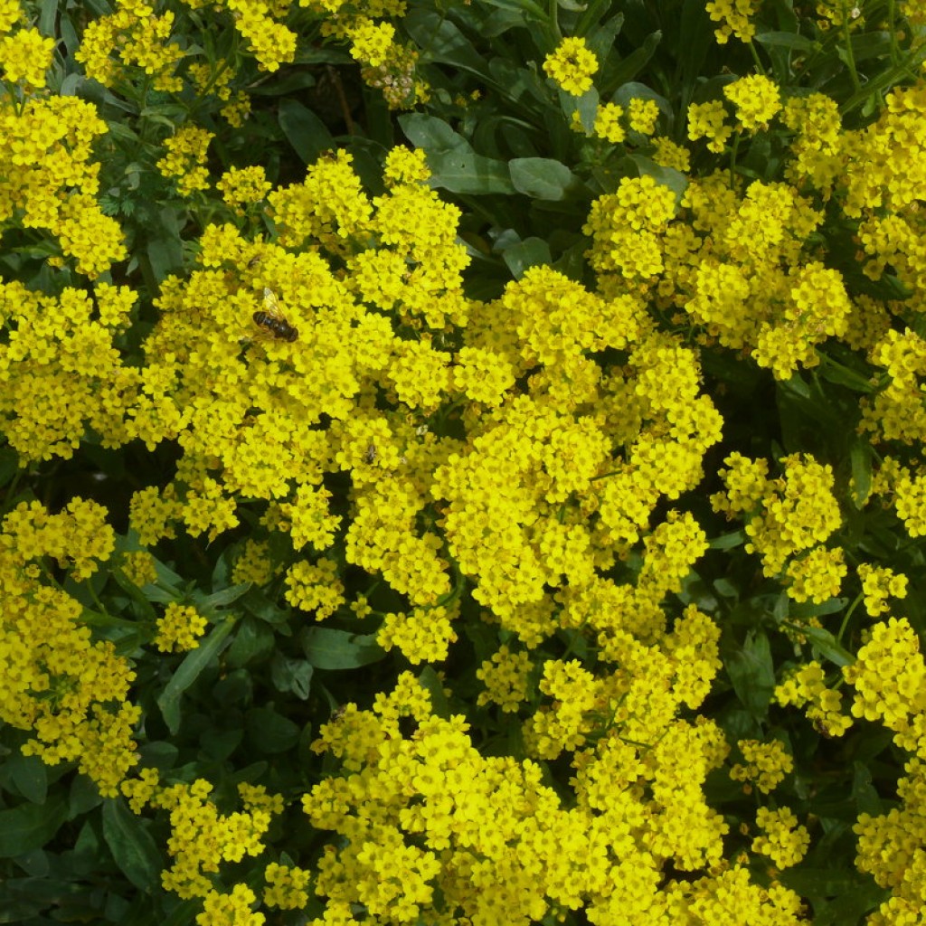 Желтые цветы многолетники фото и названия. Алиссум сурепка. Алиссум скальный желтый. Алиссум скальный. Алиссум желтый многолетний.