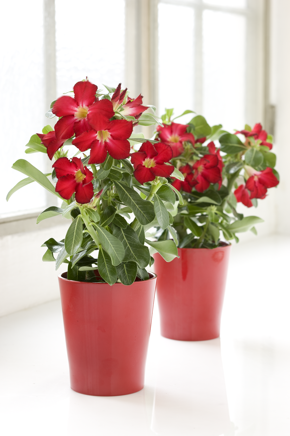 Красное комнатное растение фото. Принсеттия микс. Комнатные растения. Комнатныемцветы цветущие. Красный комнатный цветок.