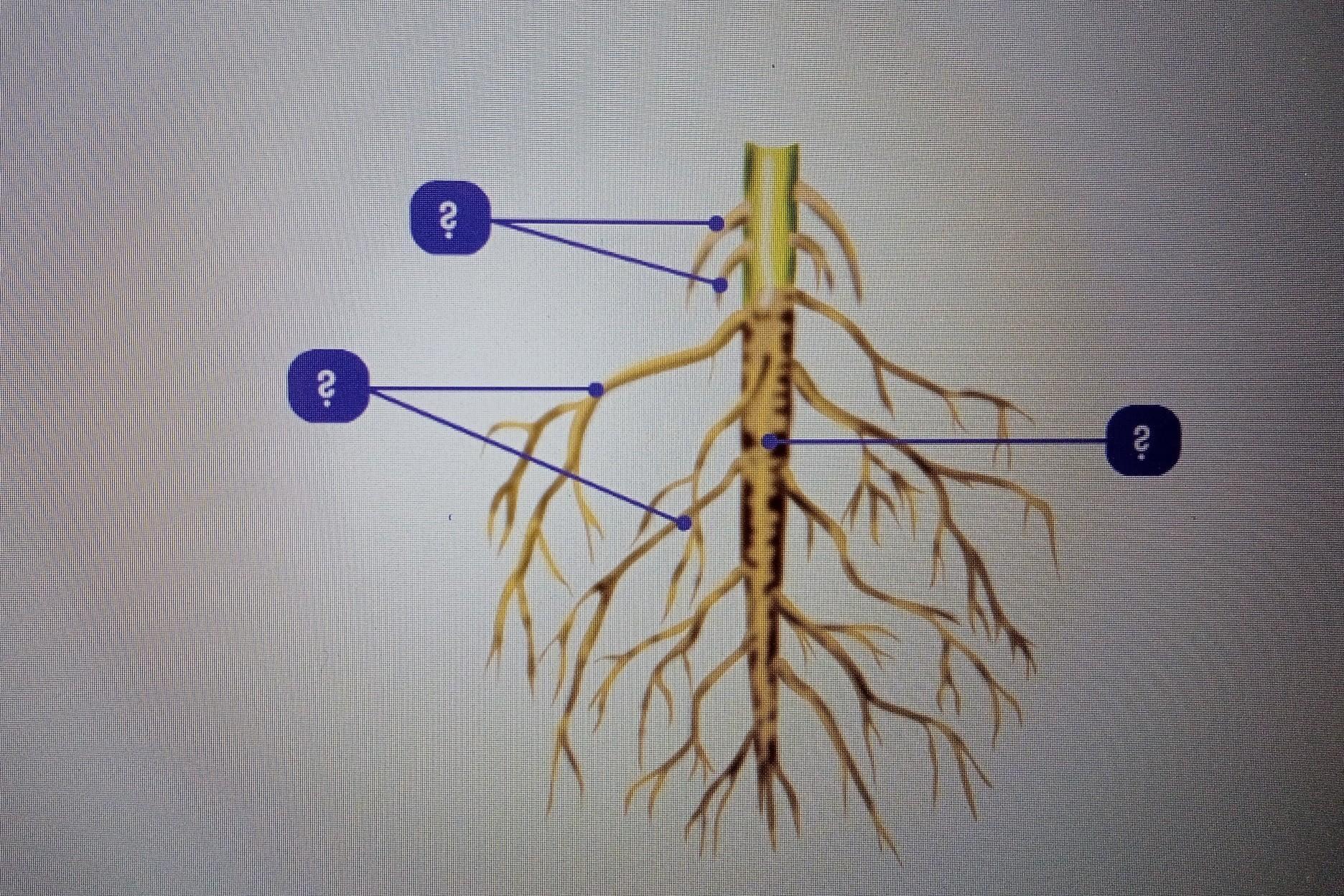 Корень 55 3. Боковые корни. Боковые и придаточные корни. Придаточные боковые и главный корень. Главный корень рисунок.