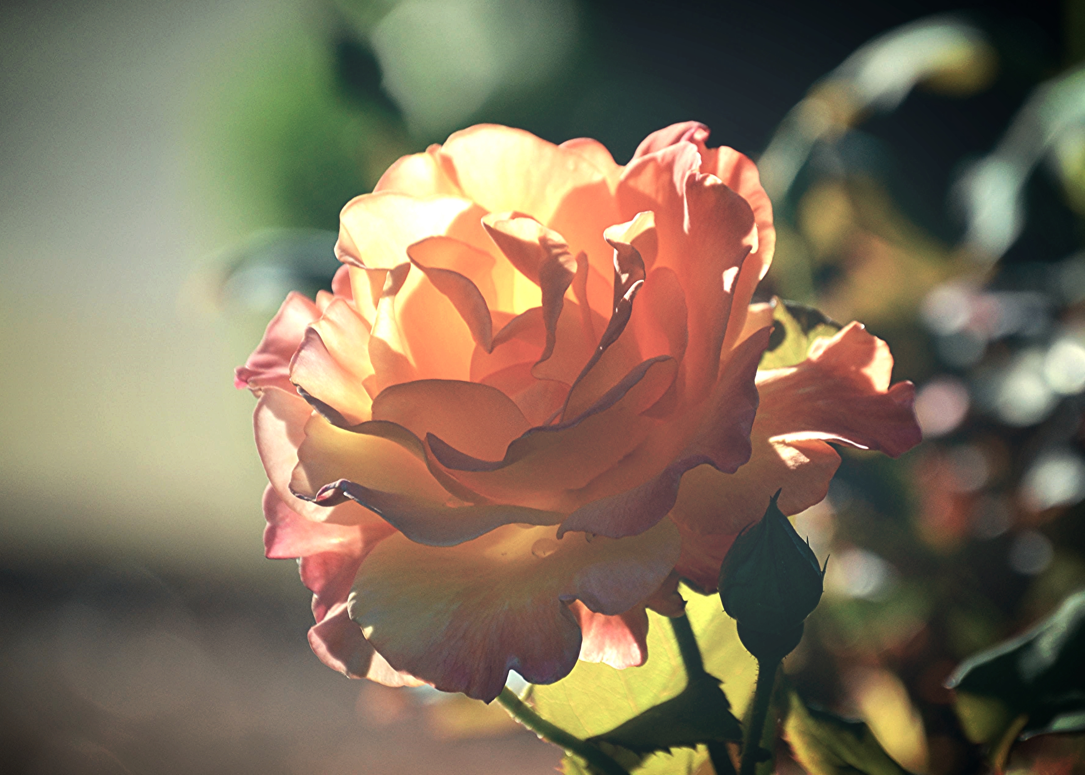 Розы света песня. Цветы освещенные солнцем. Розы освященные солнцем. Цветы в лучах солнца.