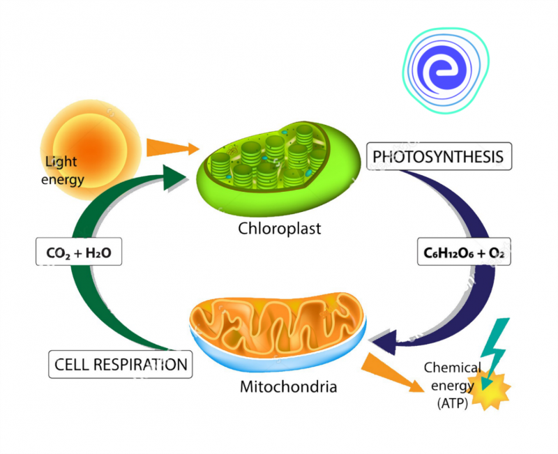 Признаки митохондрий и хлоропластов. Процесс фотосинтеза в митохондриях. Митохондрии и хлоропласты. Дыхание в митохондриях. Строение митохондрии и хлоропласта.