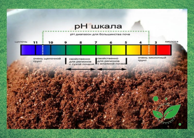 Как определить кислотность почвы на участке