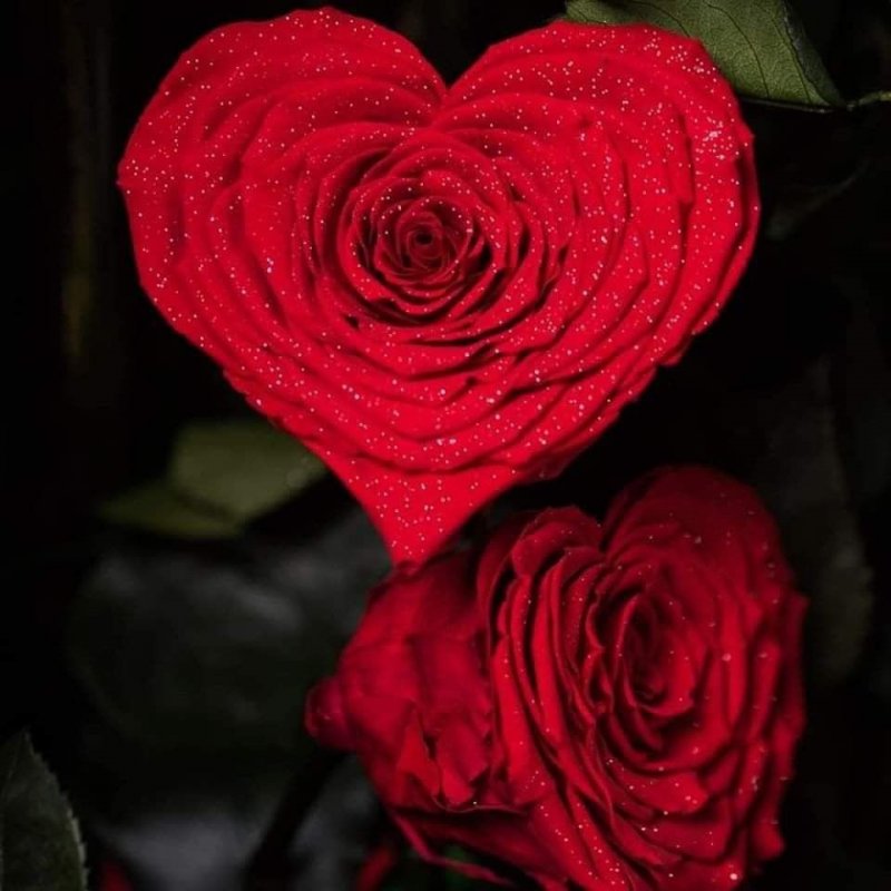 Красивые розы. Самые красивые розы. Необычные розы. Самые красивые розы в мире.