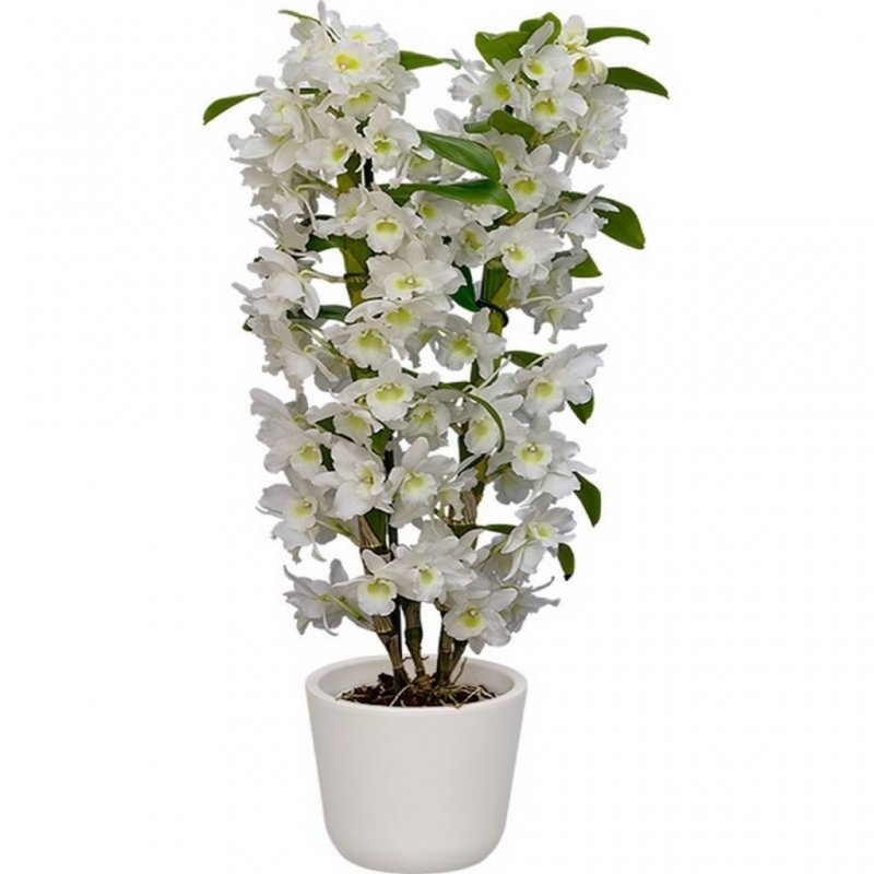 Дендробиум нобиле купить. Орхидея Дендробиум мобиле. Орхидея Дендробиум Нобиле. Орхидея Дендробиум Нобиле белая. Орхидея Dendrobium Nobile.