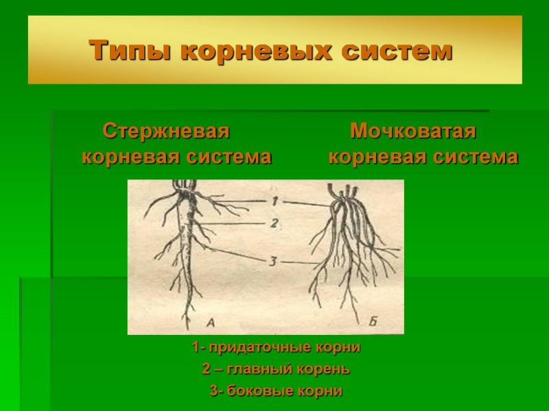 Какое значения корня. Типы корневых систем. Мочковатая корневая система. Ясень Тип корневой системы. 3 Типа корневых систем.